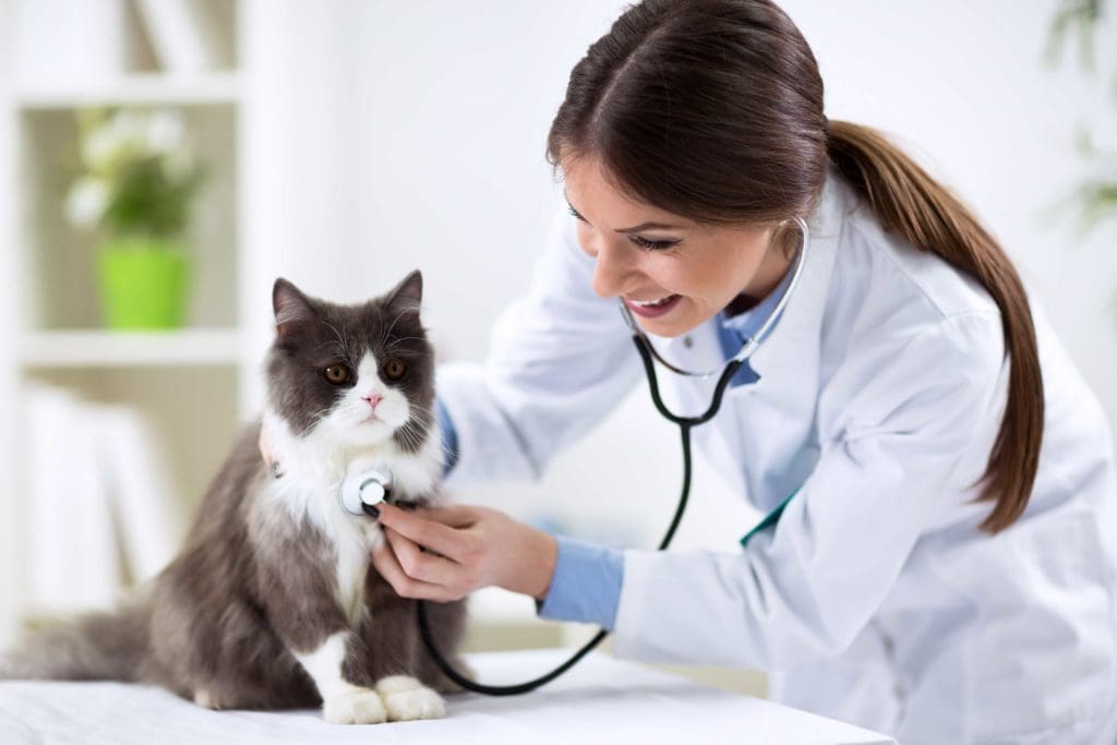 medicina-interna-gatos