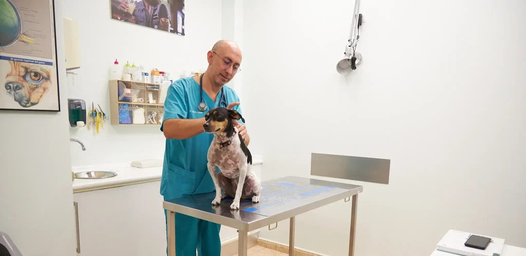 Vacunació mascotes a Clínica Veterinaria Quatre Camins de Tortosa