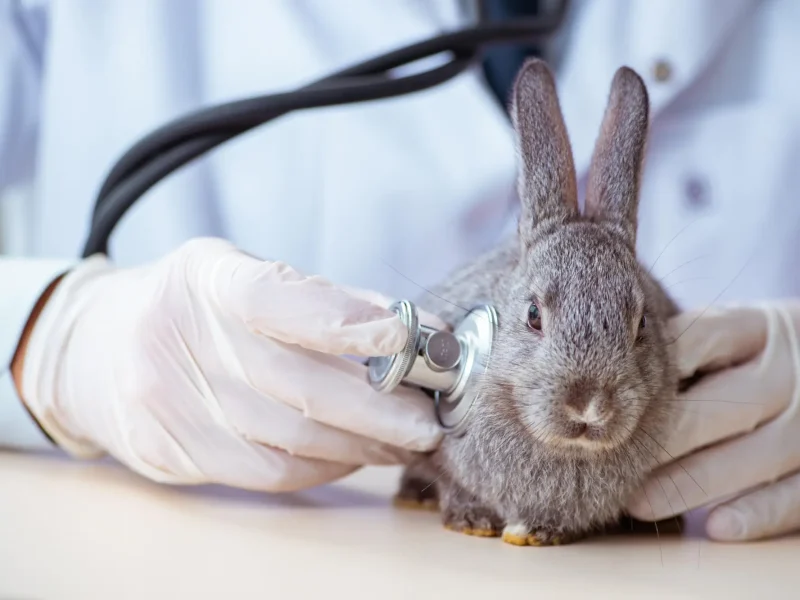 revisio-conill-veterinari Medicina d'exòtics a Clínica Veterinaria Quatre Camins de Tortosa