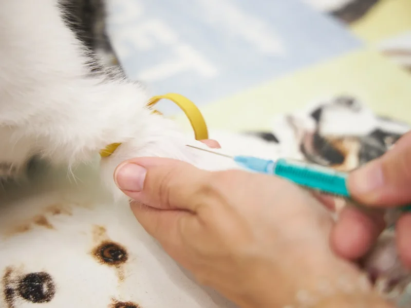vet4camins-analisi-gat2 Analítiques i transfussions de sang per mascotes a Clínica Veterinaria Quatre Camins de Tortosa