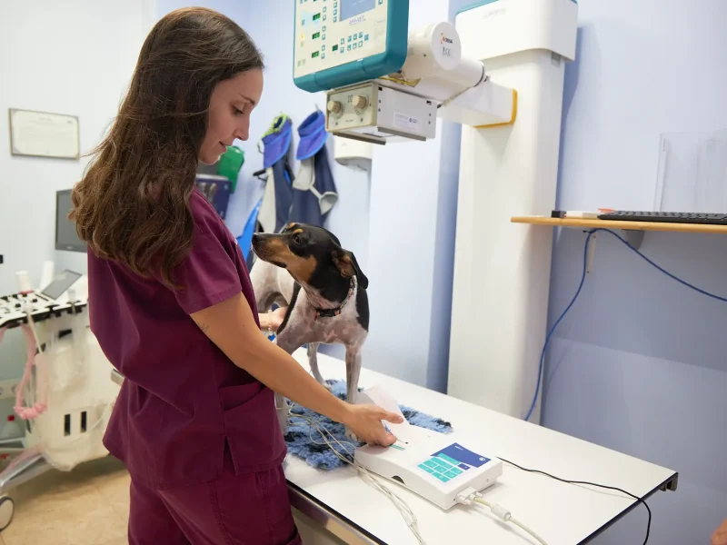 vet4camins-electrocardiograma3 Cardiologia i Electrocardiograma a Clínica Veterinaria Quatre Camins de Tortosa