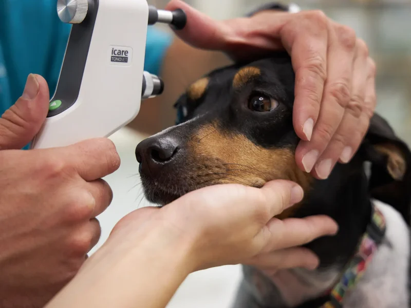 vet4camins-oftalmologia4 Oftalmologia a Clínica Veterinaria Quatre Camins de Tortosa