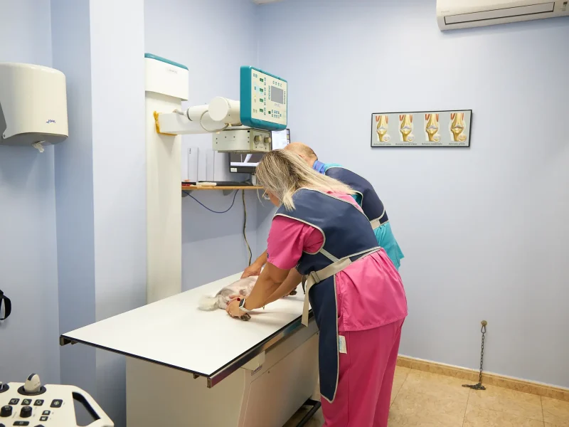 vet4camins-radiografia-gos Servei de Radiografia digital a Clínica Veterinaria Quatre Camins de Tortosa
