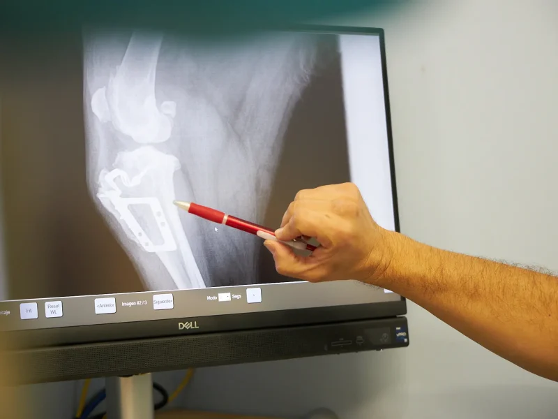 vet4camins-traumatologia Traumatologia a Clínica Veterinaria Quatre Camins de Tortosa