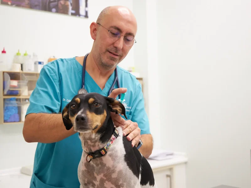 vet4camins-vacunacio-gos2 Vacunació mascotes a Clínica Veterinaria Quatre Camins de Tortosa
